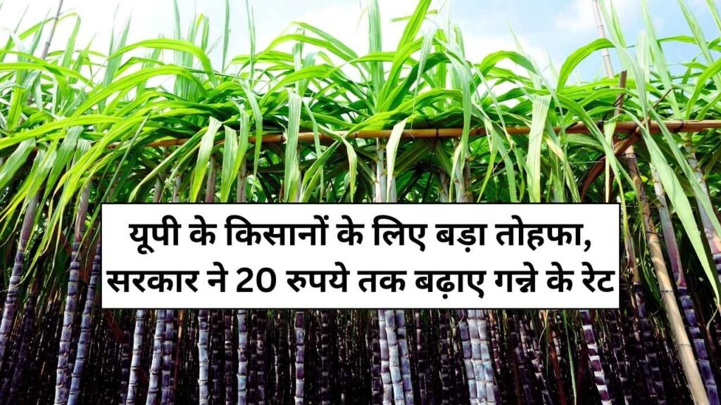 Sugarcane Price In UP